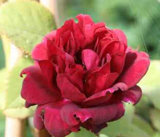 Роза Burgundy Rambler (Бургунди Рамблер) — фото 1