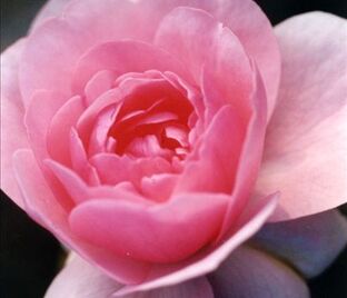 Роза Dainty Pink (Дэнти Пинк) — фото 1