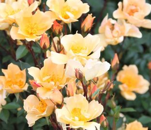 Роза Humphrey's Rose (Хамфриз Роуз) — фото 1