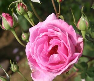 Роза Lady Theresa (Леди Тереза) — фото 1