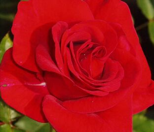 Роза Allotria (Аллотриа) — фото 1