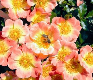 Роза Bienenweide Apricot (Биненвайде Априкот)