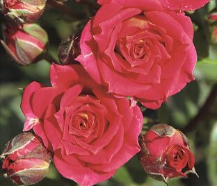 Роза Chili Clementine (Чили Клементин) — фото 1