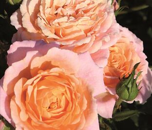 Роза Clementine (Клементин) — фото 1