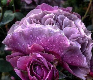 Роза Lavender Ice (Лавендер Айс) — фото 1