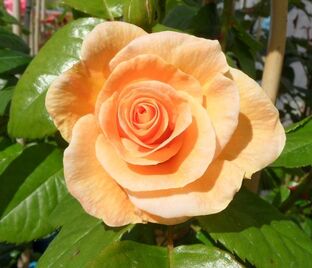 Роза Golden Glory (Голден Глори) — фото 1
