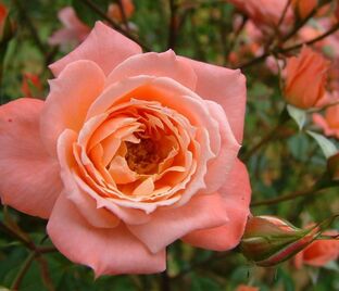 Роза Nice Day (Найс Дэй) — фото 1