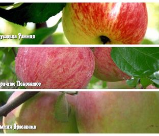 Яблоня 3х-сортовая Грушовка ранняя / Коричное полосатое / Зимняя красавица — фото 1