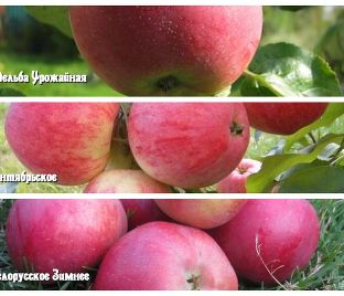 Яблоня 3х-сортовая Мельба Урожайная / Сентябрьское / Белорусское зимнее — фото 1