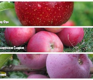 Яблоня 3х-сортовая Ред Фри / Белорусское сладкое / Антей — фото 1