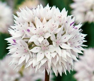 Лук декоративный (Аллиум) Грейсфул Бьюти / (Allium Graceful Beauty) — фото 1