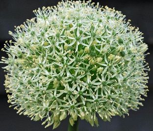 Лук декоративный (Аллиум) Мон Блан / (Allium Mont Blanc) — фото 1