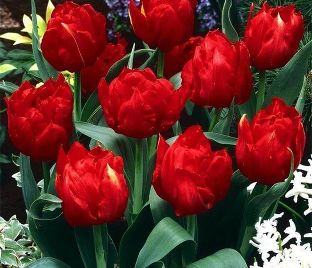 Тюльпан Абба (Tulipa Abba) — фото 1