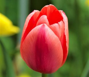 Тюльпан Авиньон (Tulipa Avignon) — фото 1