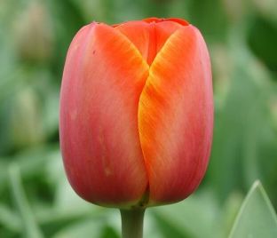 Тюльпан Ад Рем (Tulipa Ad Rem) — фото 1