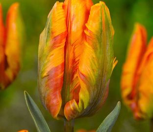 Тюльпан Айрин Пэррот (Tulipa Irene Parrot) — фото 1