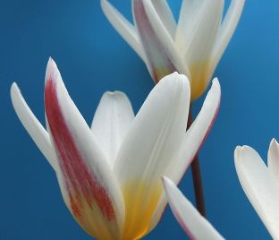 Тюльпан Айс Стик (Tulipa Ice Stick) — фото 1