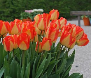Тюльпан Американ Дрим (Tulipa American Dream) — фото 1