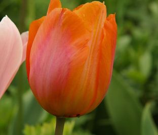 Тюльпан Ани Шилдер (Tulipa Annie Schilder) — фото 1