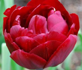 Тюльпан Анкл Том (Tulipa Uncle Tom) — фото 1