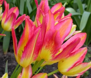 Тюльпан Антуанетта (Tulipa Antoinette) — фото 1