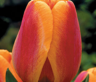 Тюльпан Апеледорн'с Элит (Tulipa Apeldoorn's Elite) — фото 1