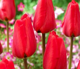 Тюльпан Апельдорн (Tulipa Apeldoorn) — фото 1