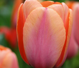 Тюльпан Априкот Фэйворит (Tulipa Apricot Favourite) — фото 1
