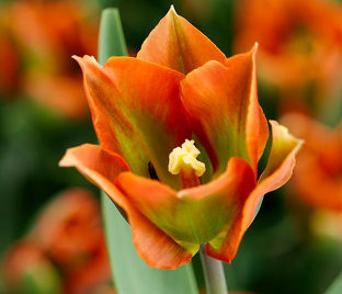 Тюльпан Артист (Tulipa Artist) — фото 1
