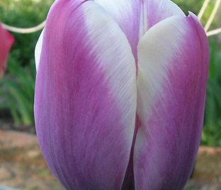 Тюльпан Атлантис (Tulipa Atlantis) — фото 1