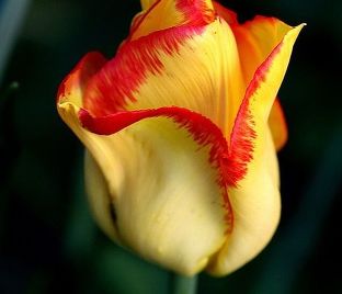 Тюльпан Аутбрек (Tulipa Outbreak) — фото 1