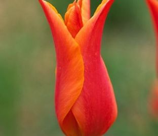 Тюльпан Балерина (Tulipa Ballerina) — фото 1