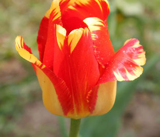 Тюльпан Банья Лука (Tulipa Banja Luka) — фото 1