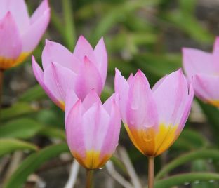 Тюльпан Бекери Лилак Уандер (Tulipa bakeri Lilac Wonder) — фото 1