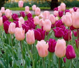 Тюльпан Бест Френдс Микс (Tulipa Best Friends) — фото 1