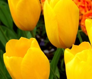 Тюльпан Биг Смайл (Tulipa Big Smile) — фото 1
