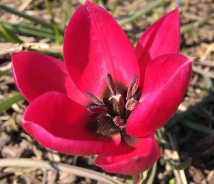 Тюльпан Блэк Бэйз (Tulipa Black Base) — фото 1