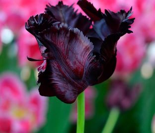 Тюльпан Блэк Пэррот (Tulipa Black Parrot) — фото 1