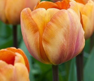 Тюльпан Браун Шугар (Tulipa Brown Sugar) — фото 1