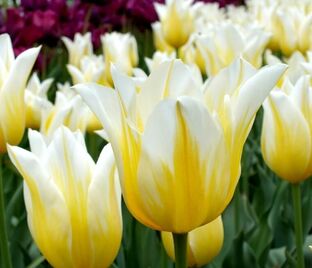 Тюльпан Будлайт (Tulipa Budlight) — фото 1