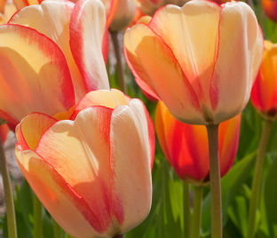 Тюльпан Бьюти оф Спринг (Tulipa Beauty of Spring) — фото 1
