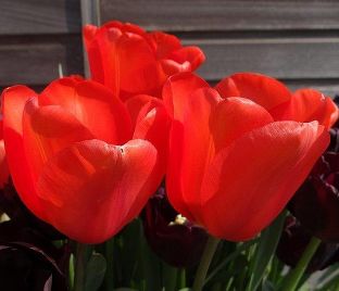 Тюльпан Вальсроде (Tulipa Walsrode) — фото 1