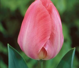 Тюльпан Ван Эйк (Tulipa Van Eijk) — фото 1
