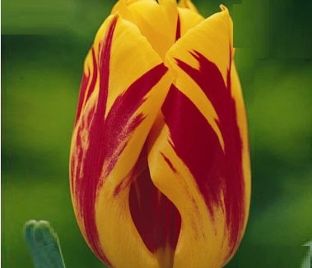 Тюльпан Вашингтон (Tulipa Washington)