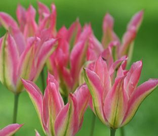 Тюльпан Виришик (Tulipa Virichic) — фото 1