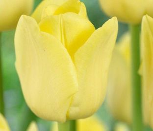 Тюльпан Ворлд Френдшип (Tulipa World Friendship) — фото 1