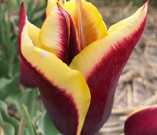 Тюльпан Гавота (Tulipa Gavota) — фото 1
