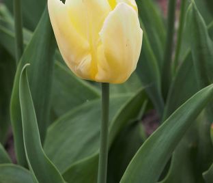Тюльпан Голден Апельдорн (Tulipa Golden Apeldoorn) — фото 1