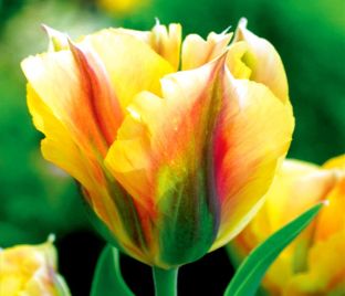 Тюльпан Голден Артист (Tulipa Golden Artist) — фото 1