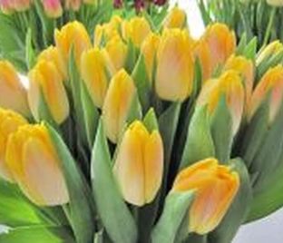 Тюльпан Голден Дайнести (Tulipa Golden Dynasty) — фото 1